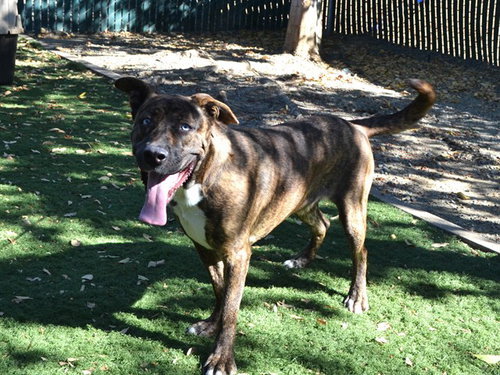 ELSA, a dog for adoption from Northwest SPCA