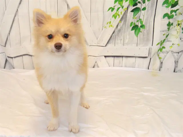 Chester - Pomeranian