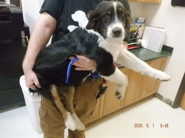 Bean - Australian Shepherd