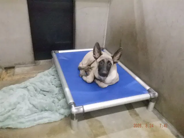 Theo - Belgian Shepherd Malinois