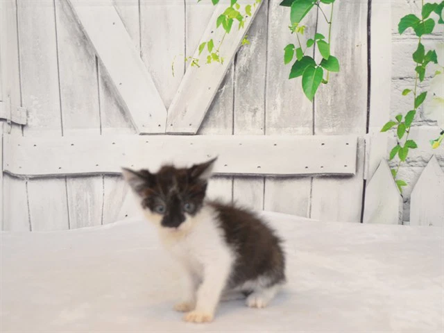 Winifred