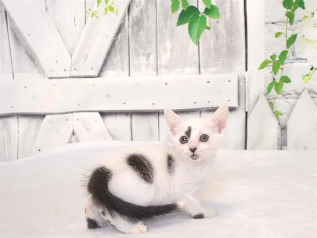 Sarah - Domestic Short Hair