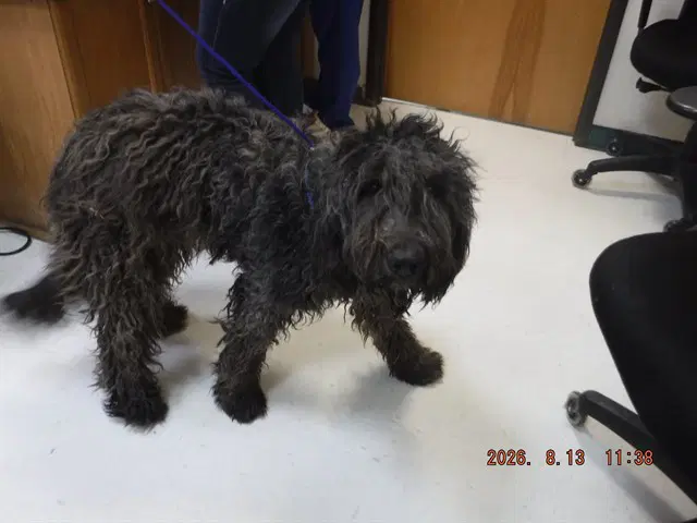 Dixie - Poodle (Standard)