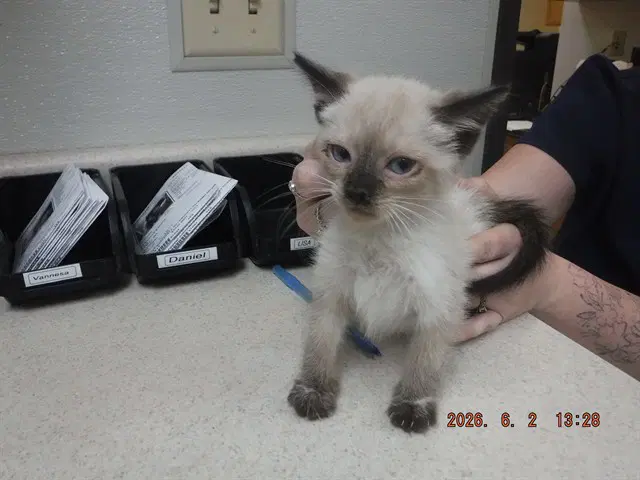 Mred - Siamese