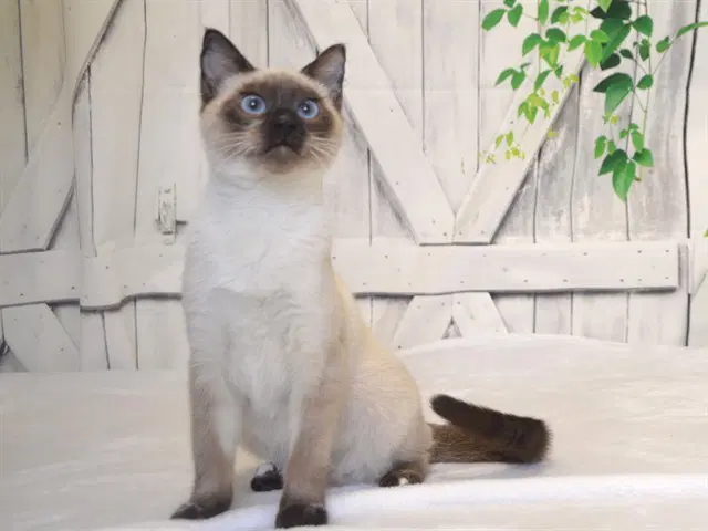 Mred - Siamese