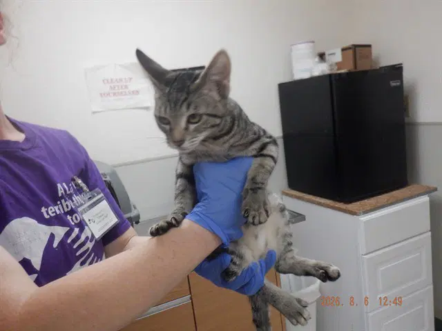 Sammy - Domestic Short Hair
