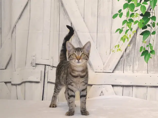 Sammy - Domestic Short Hair