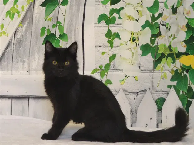 Sparky - Domestic Short Hair