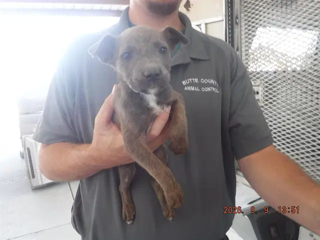 Charlie - Catahoula Leopard Dog