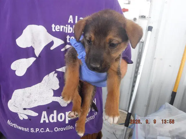 Jake - Catahoula Leopard Dog