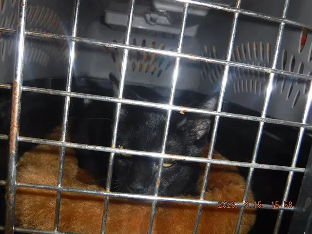 Jr - Domestic Short Hair
