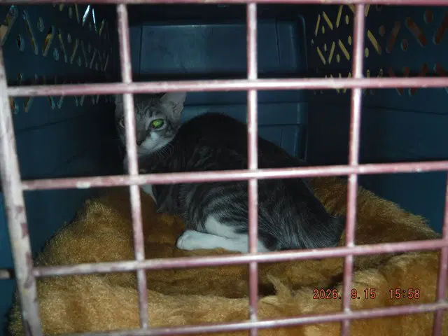 Sally - Domestic Short Hair