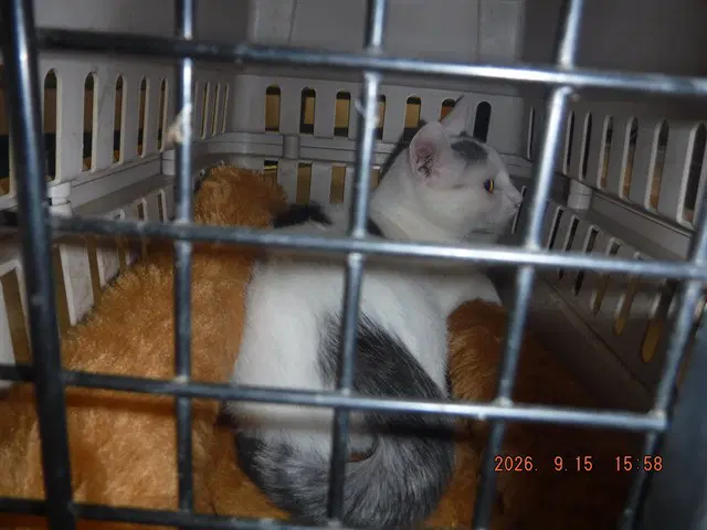 Timmy - Domestic Short Hair