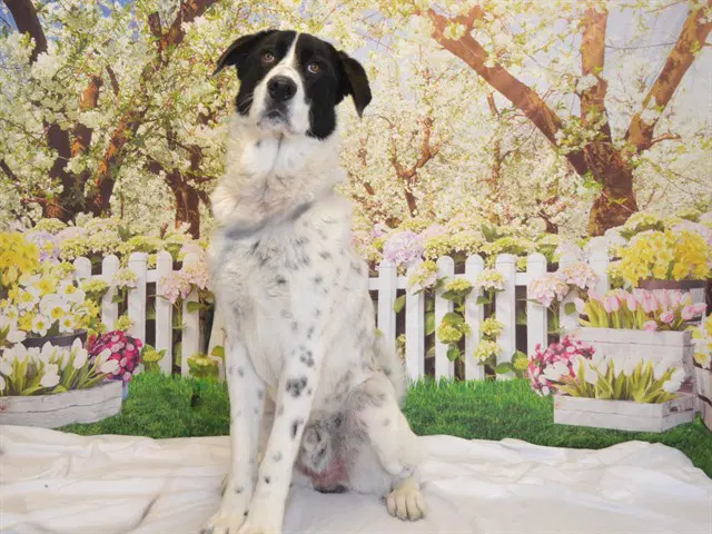 Waylon - Anatolian Shepherd