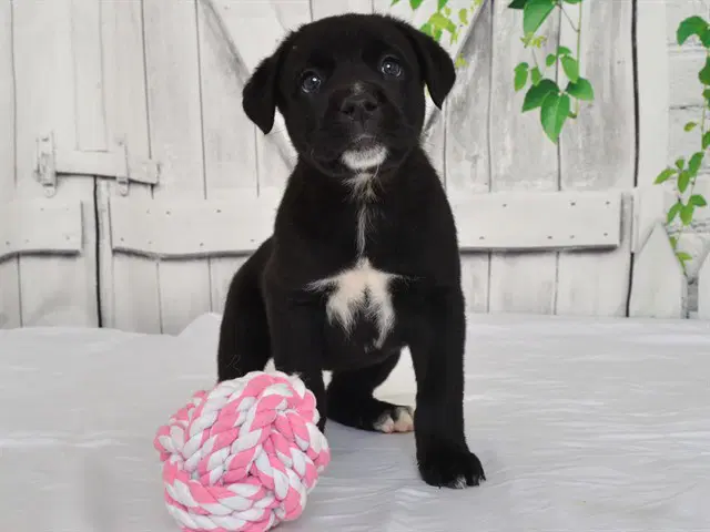 Blaise - Cane Corso Mastiff