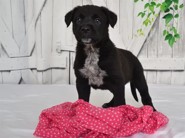 Banner - Cane Corso Mastiff