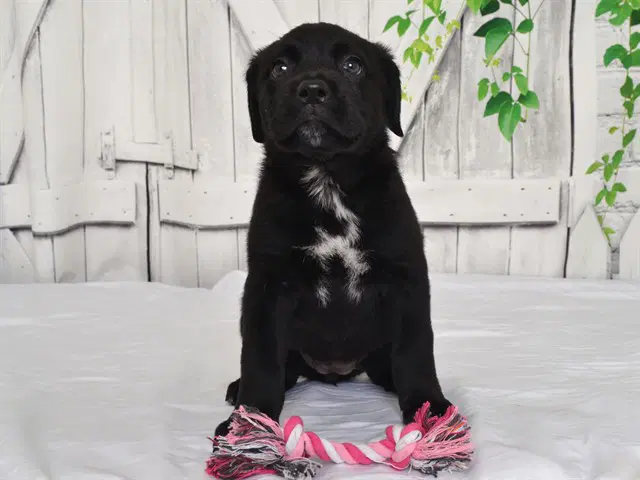 Jordan - Cane Corso Mastiff