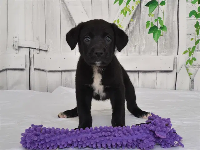 Grace - Cane Corso Mastiff