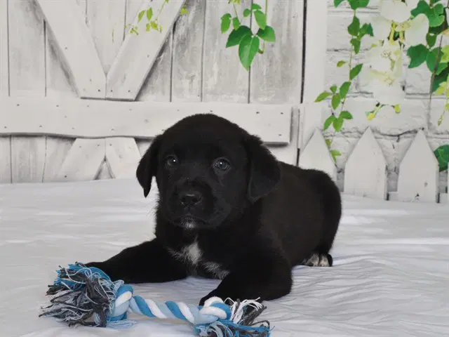 Mac - Cane Corso Mastiff
