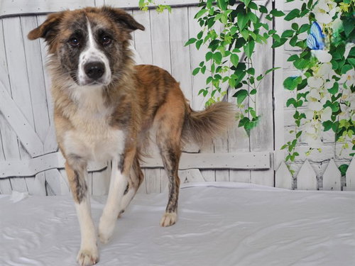 MEADOW, a dog for adoption from Northwest SPCA