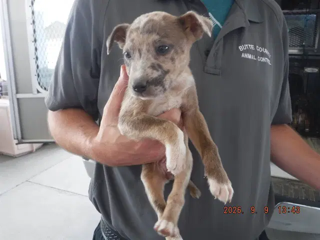 Nora - Catahoula Leopard Dog