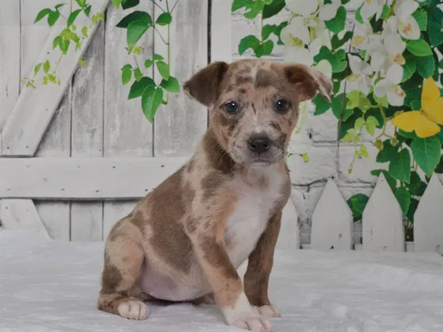 Nora - Catahoula Leopard Dog
