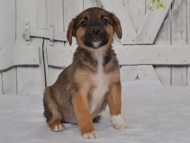 Lorraine - Catahoula Leopard Dog