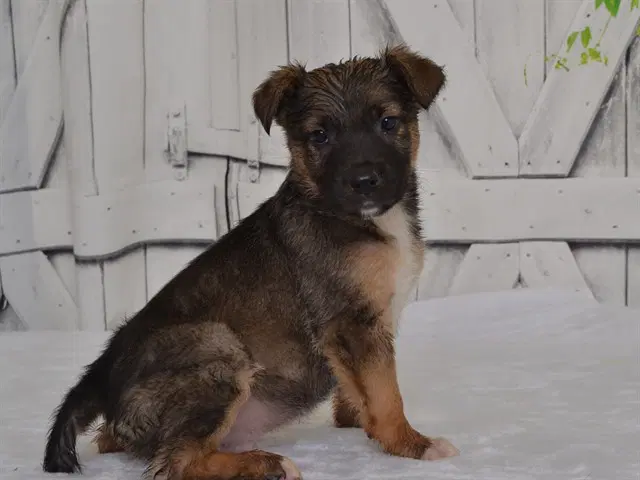 Henry - Catahoula Leopard Dog