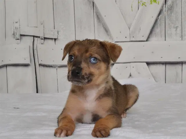 Jessica - Catahoula Leopard Dog