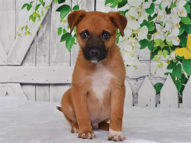 Mark - Catahoula Leopard Dog