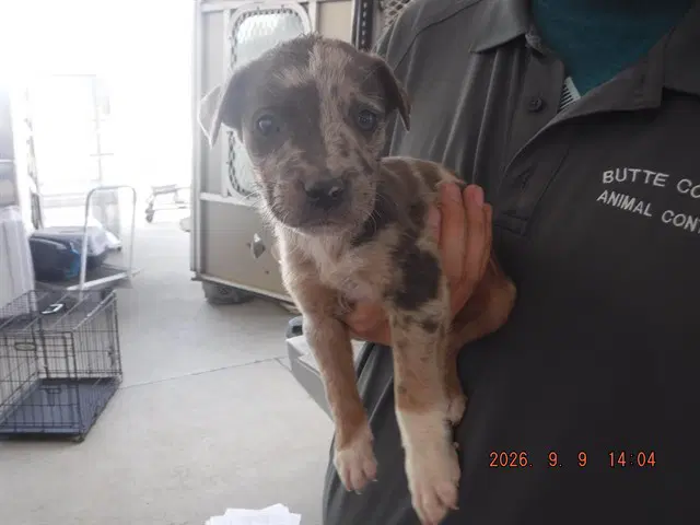 Nigel - Catahoula Leopard Dog