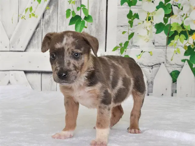 Nigel - Catahoula Leopard Dog