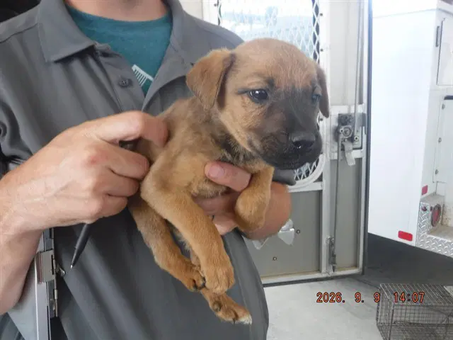 Mike - Catahoula Leopard Dog