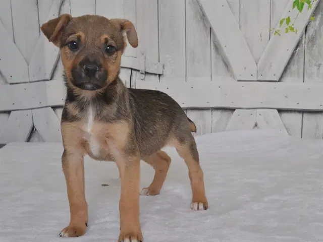 Kylie - Catahoula Leopard Dog