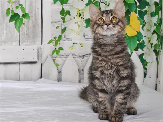 Harry - Domestic Short Hair