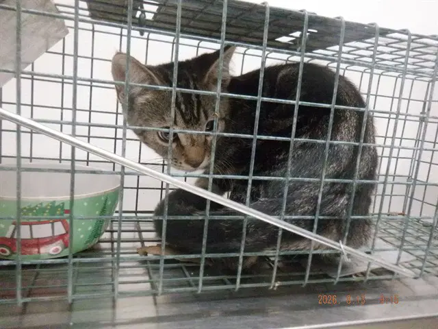 Paloma - Domestic Short Hair