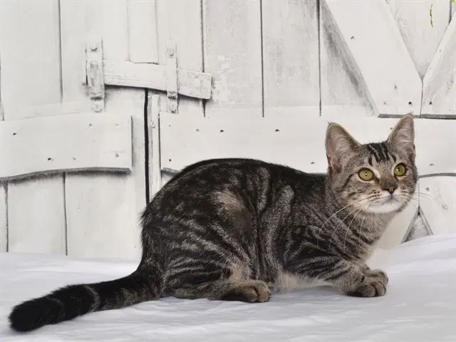 Paloma - Domestic Short Hair