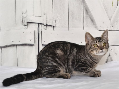 PALOMA, a cat for adoption from Northwest SPCA