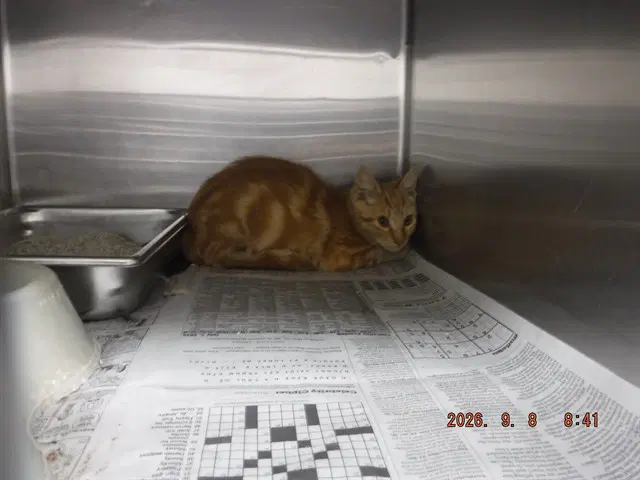 Simon - Domestic Short Hair