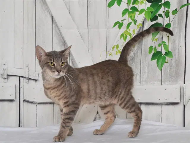 Smokey - Domestic Short Hair