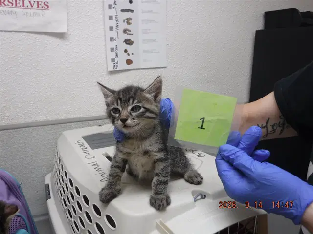 Lock - Domestic Short Hair