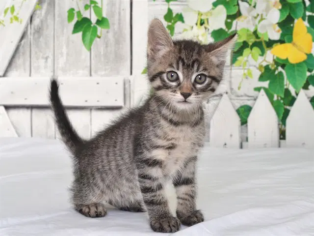 Lock - Domestic Short Hair