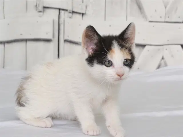 Shock - Domestic Medium Hair