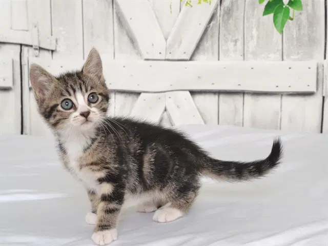 Sally - Domestic Short Hair