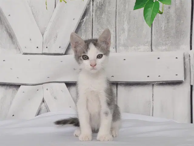 Jack - Domestic Short Hair