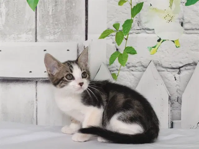 Marlowe - Domestic Medium Hair