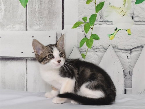 MARLOWE, a cat for adoption from Northwest SPCA