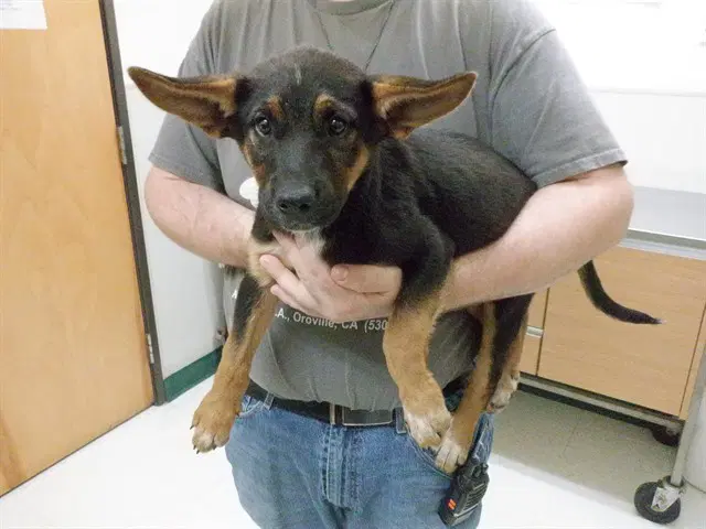 Symphony - Queensland Heeler