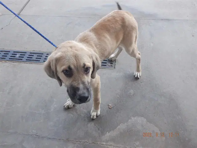 Butter - Anatolian Shepherd