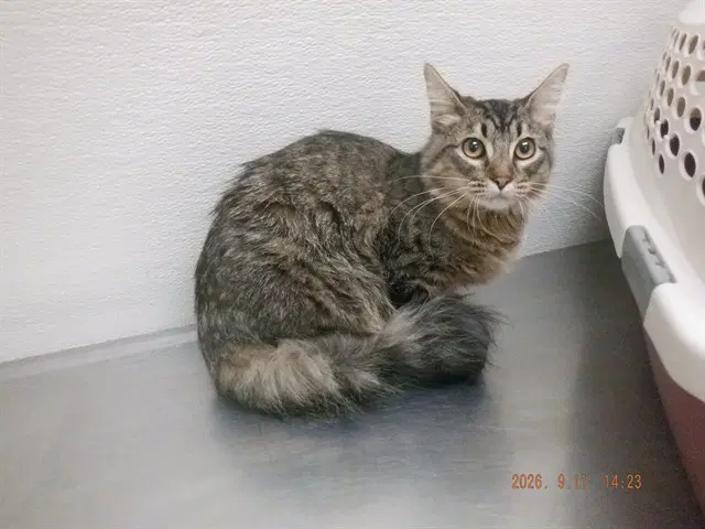 Starla - Domestic Medium Hair